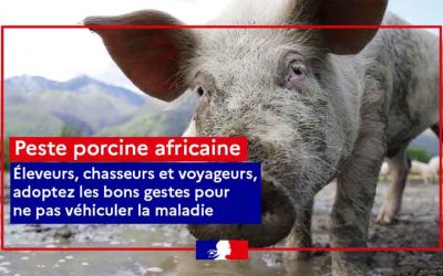 Detection-de-cas-de-peste-porcine-africaine-sur-des-sangliers-dans-le-nord-de-l-Italie Detection-de-cas-de-peste-porcine-africaine-sur-des-sangliers-dans-le-nord-de-l-Italie